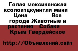 Голая мексиканская ксолоитцкуинтли мини › Цена ­ 20 000 - Все города Животные и растения » Собаки   . Крым,Гвардейское